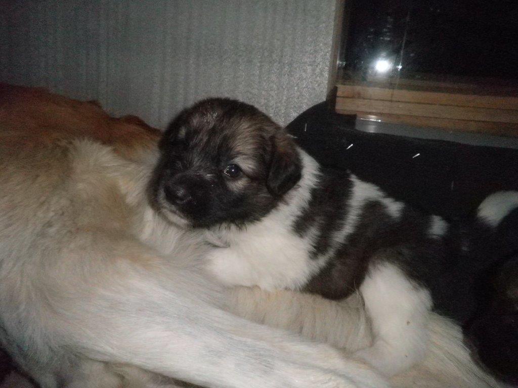 Andy1